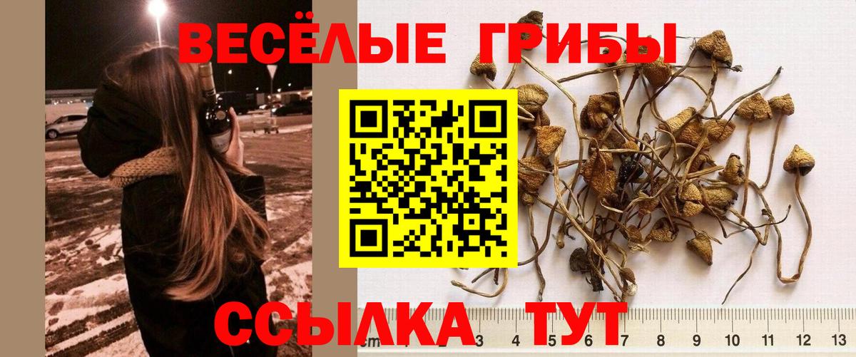 дарнет шоп  Псилоцибиновые грибы Psilocybe  Вход с VPN  Кингисепп 